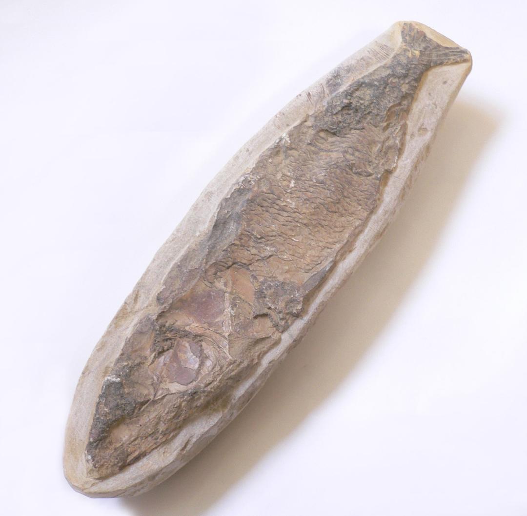 値下げしました！　ブラジル産のレアな古代魚の化石