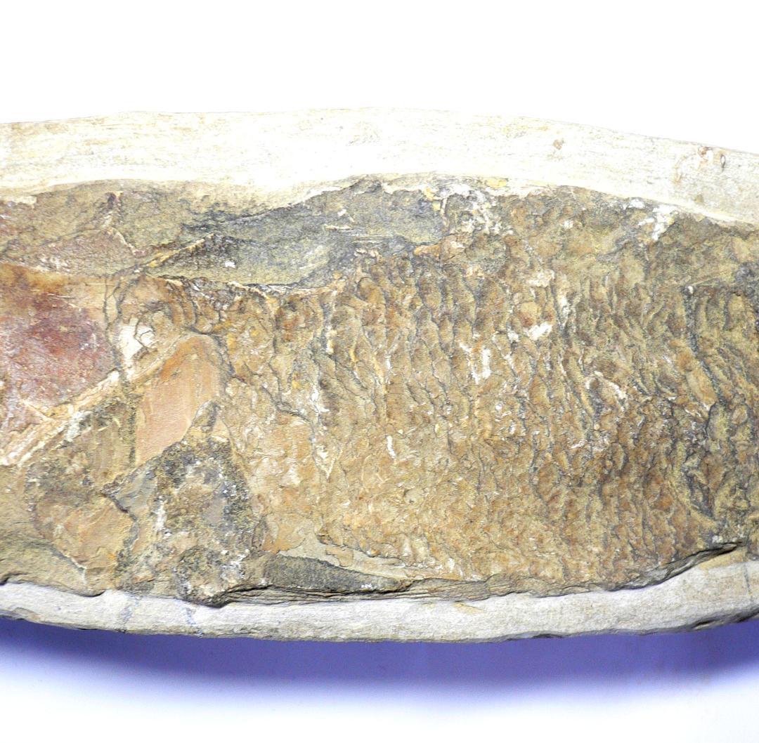 値下げしました！　ブラジル産のレアな古代魚の化石