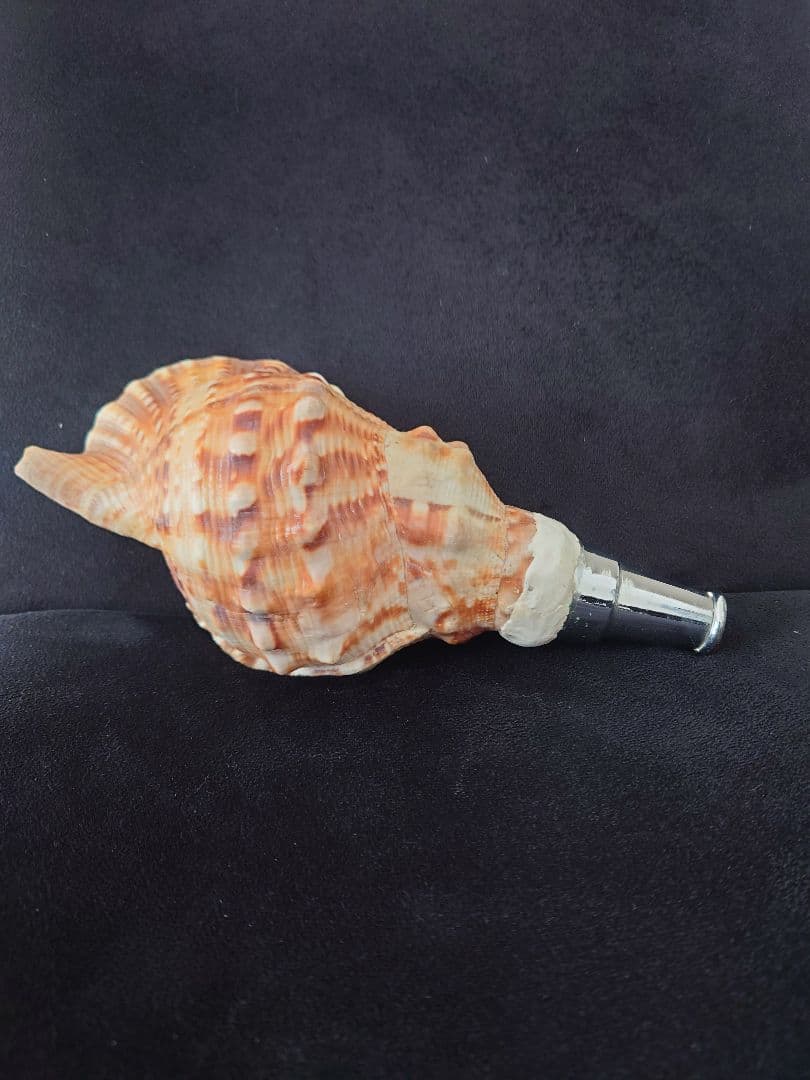 法螺貝　歌口付　ほら貝　ホラガイ