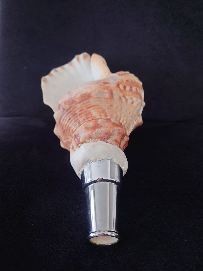 法螺貝　歌口付　ほら貝　ホラガイ