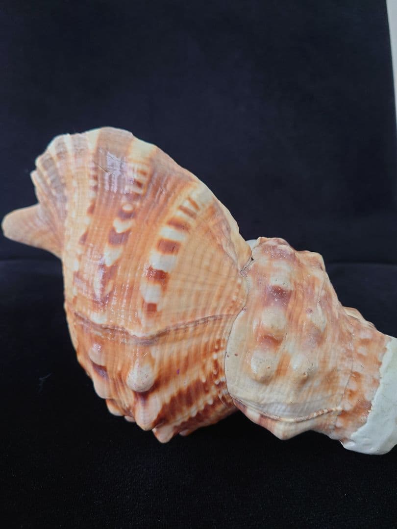 法螺貝　歌口付　ほら貝　ホラガイ