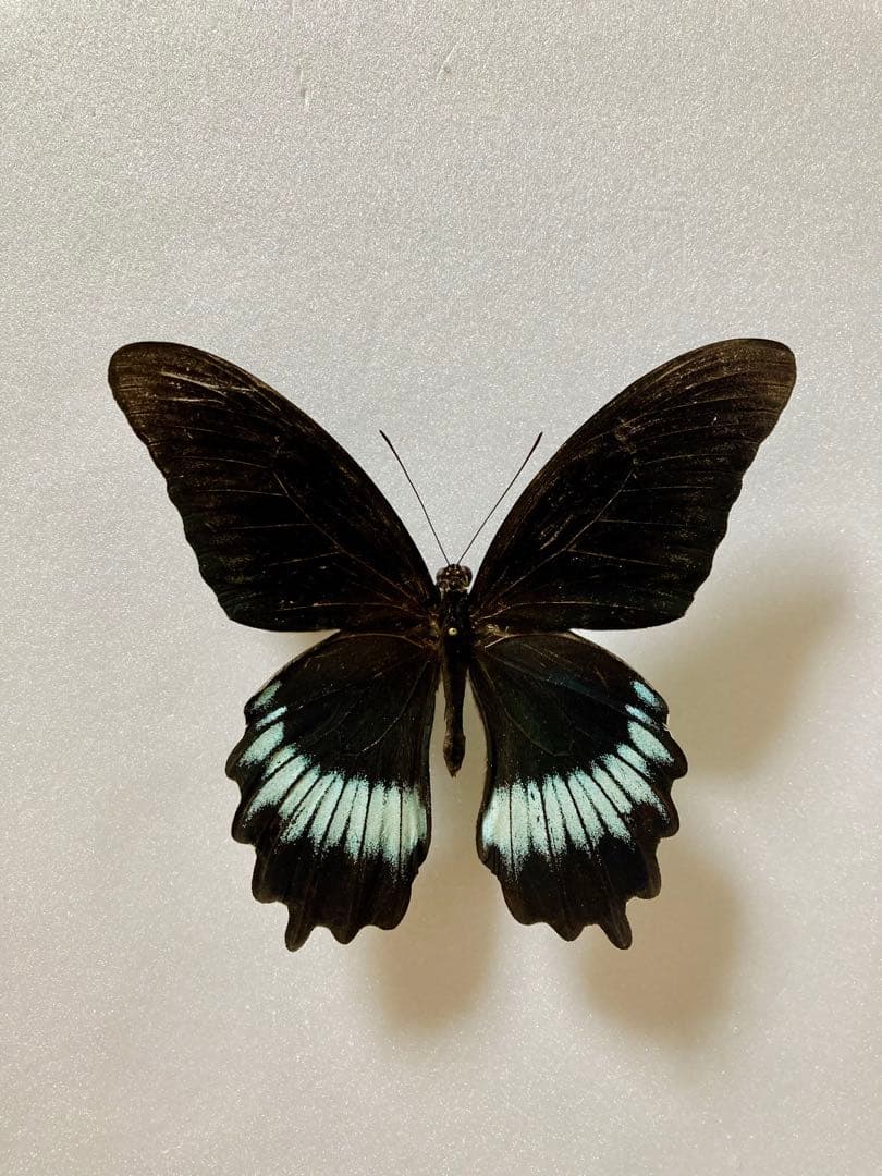 【大型】パピリオ・マヨ（1オス、アンダマン島）