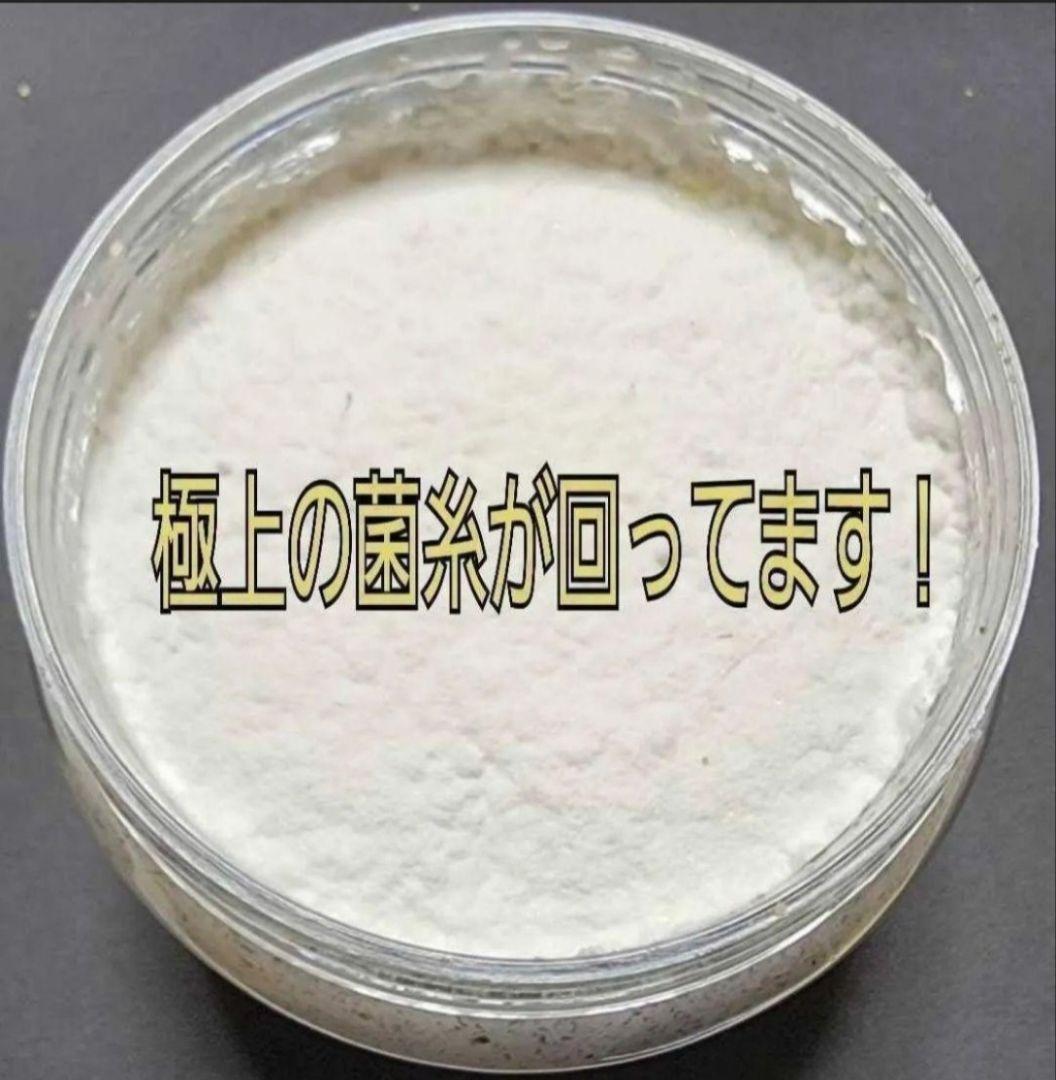 ニジイロクワガタにお薦め！黒アワビタケ菌糸瓶【８本】オオクワ、ヒラタ、ノコギリに