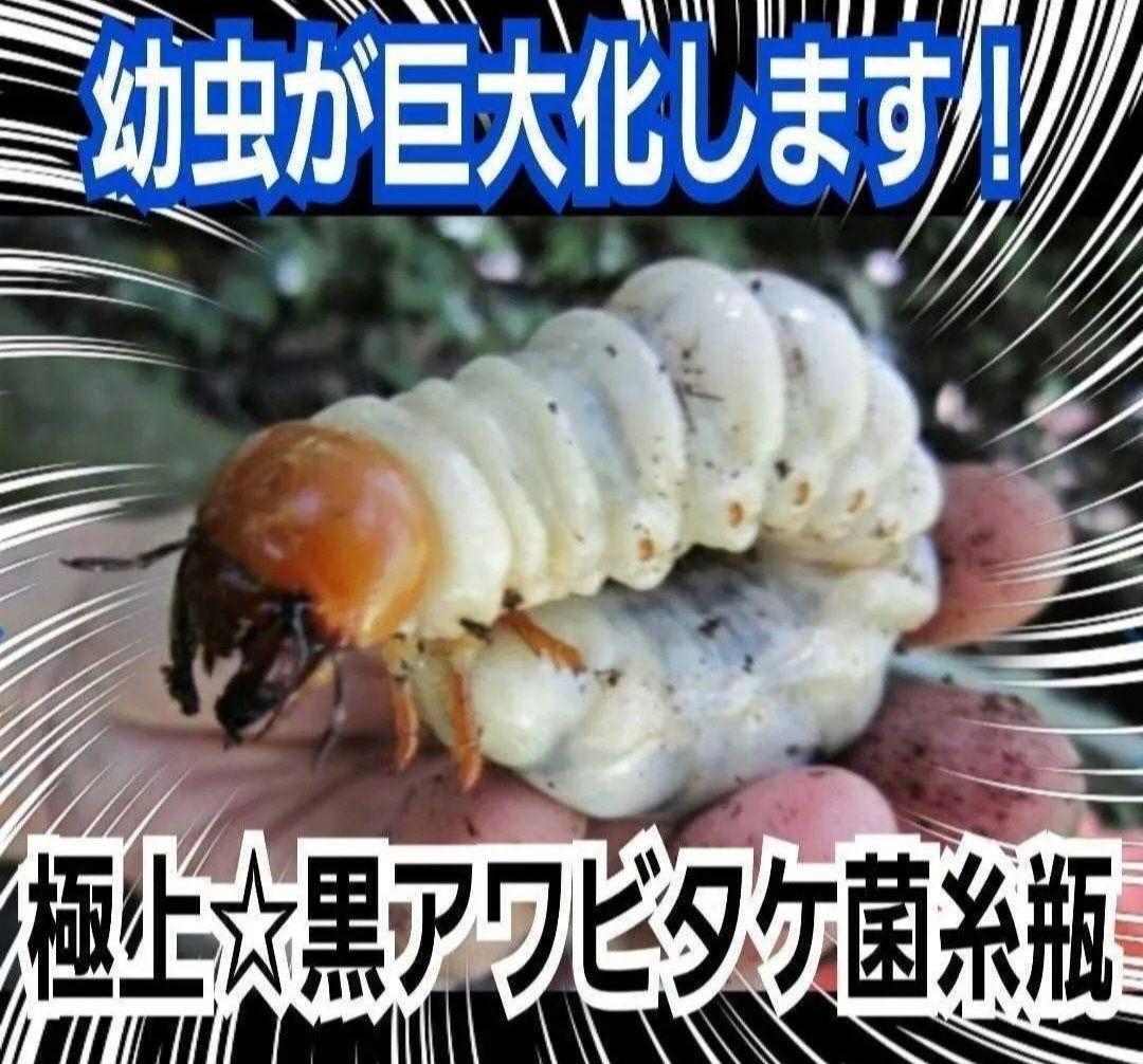 ニジイロクワガタにお薦め！黒アワビタケ菌糸瓶【８本】オオクワ、ヒラタ、ノコギリに