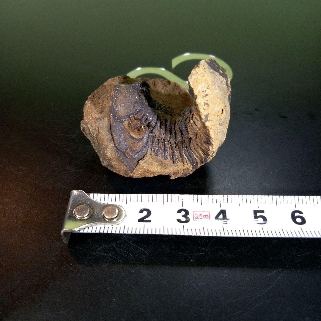 三葉虫　化石　ボリビア産　南アメリカ　trilobite　Bolivia三葉虫⑥