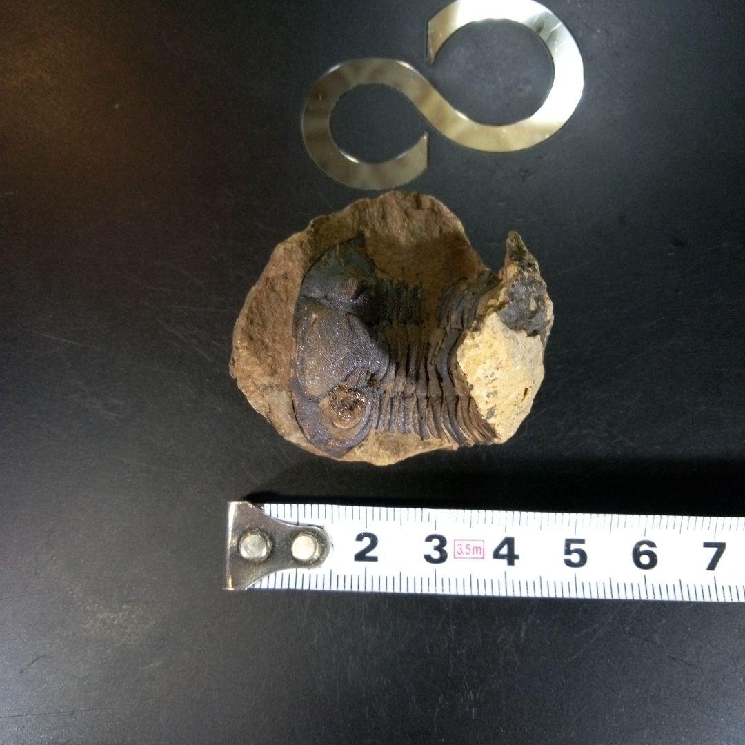 三葉虫　化石　ボリビア産　南アメリカ　trilobite　Bolivia三葉虫⑥