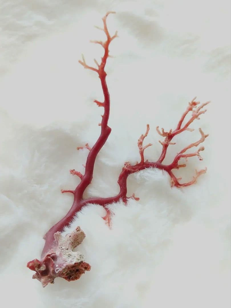 珊瑚　さんご　ヴィンテージ　アンティーク　レトロ　日本　高知県産　土佐沖　原木