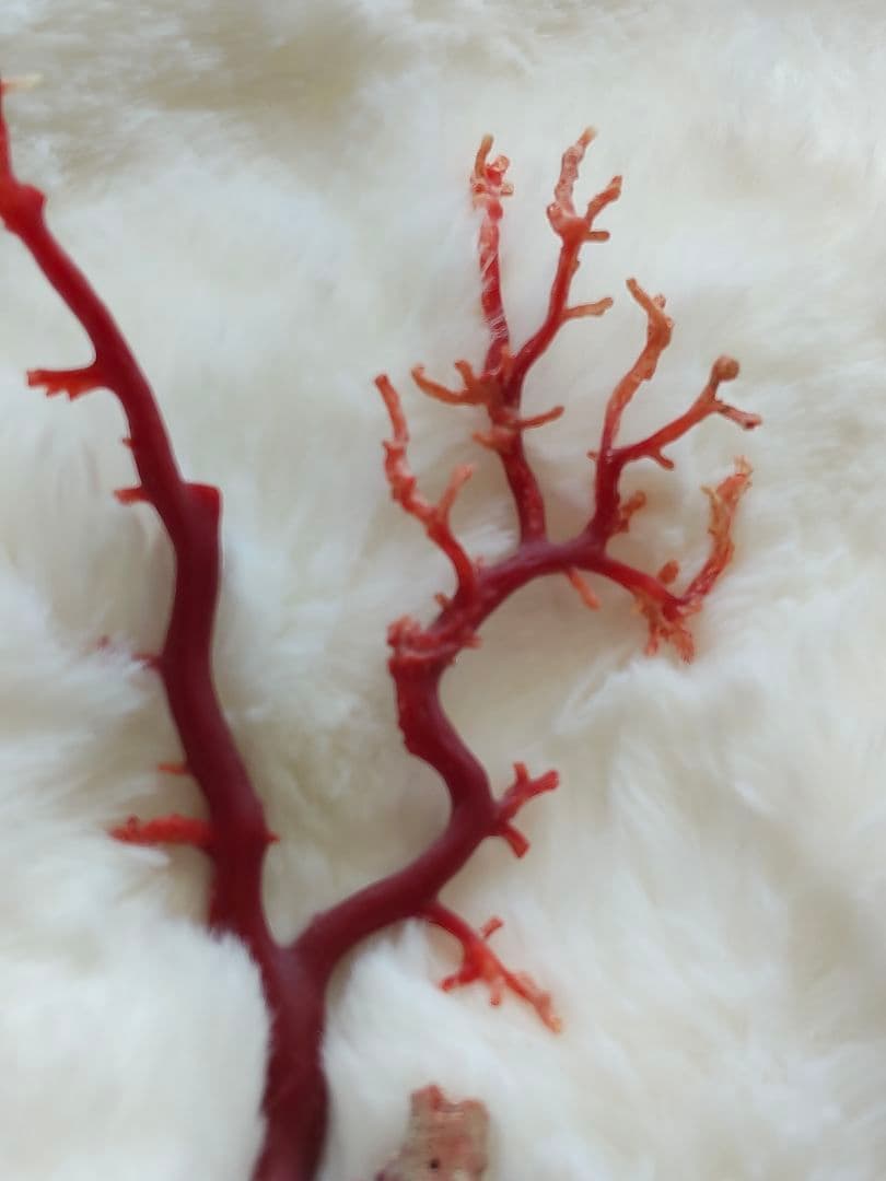 珊瑚　さんご　ヴィンテージ　アンティーク　レトロ　日本　高知県産　土佐沖　原木