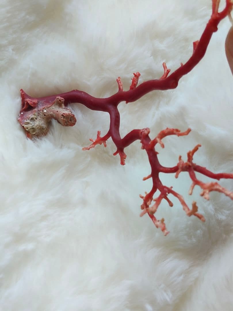 珊瑚　さんご　ヴィンテージ　アンティーク　レトロ　日本　高知県産　土佐沖　原木