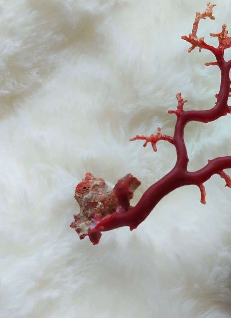 珊瑚　さんご　ヴィンテージ　アンティーク　レトロ　日本　高知県産　土佐沖　原木