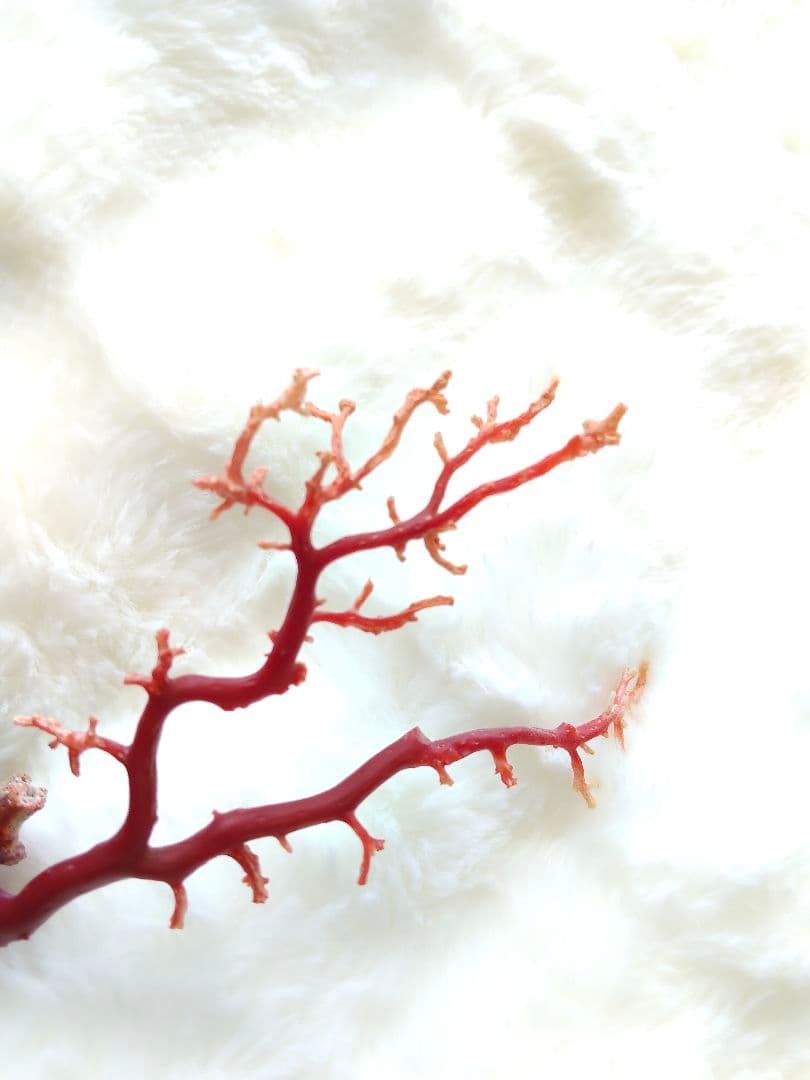 珊瑚　さんご　ヴィンテージ　アンティーク　レトロ　日本　高知県産　土佐沖　原木