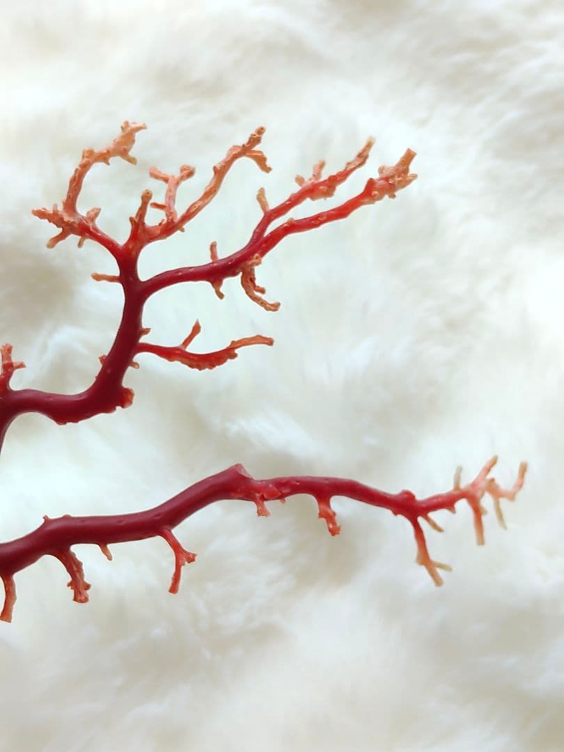 珊瑚　さんご　ヴィンテージ　アンティーク　レトロ　日本　高知県産　土佐沖　原木