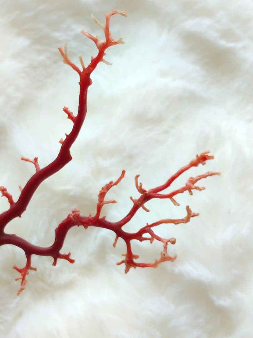 珊瑚　さんご　ヴィンテージ　アンティーク　レトロ　日本　高知県産　土佐沖　原木