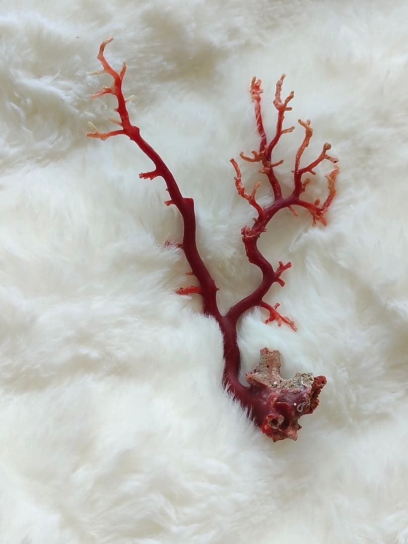 珊瑚　さんご　ヴィンテージ　アンティーク　レトロ　日本　高知県産　土佐沖　原木