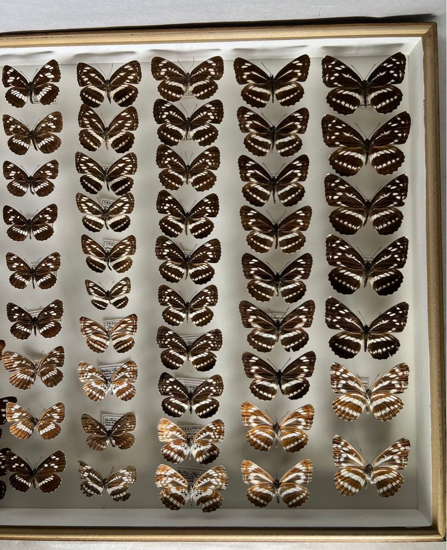 コミスジ蝶採取82/84/88年標本ガラス木箱現状品のみ50x41x6cm