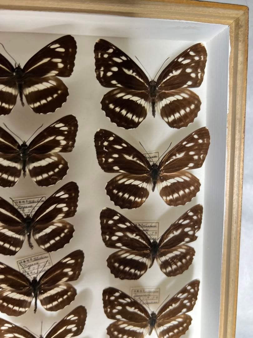 コミスジ蝶採取82/84/88年標本ガラス木箱現状品のみ50x41x6cm