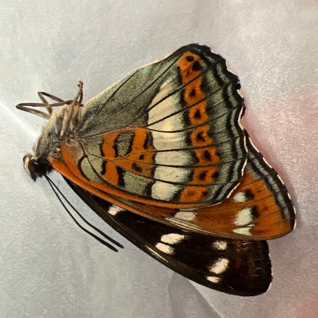 オオイチモンジチョウ　モンゴル産10頭セット売り