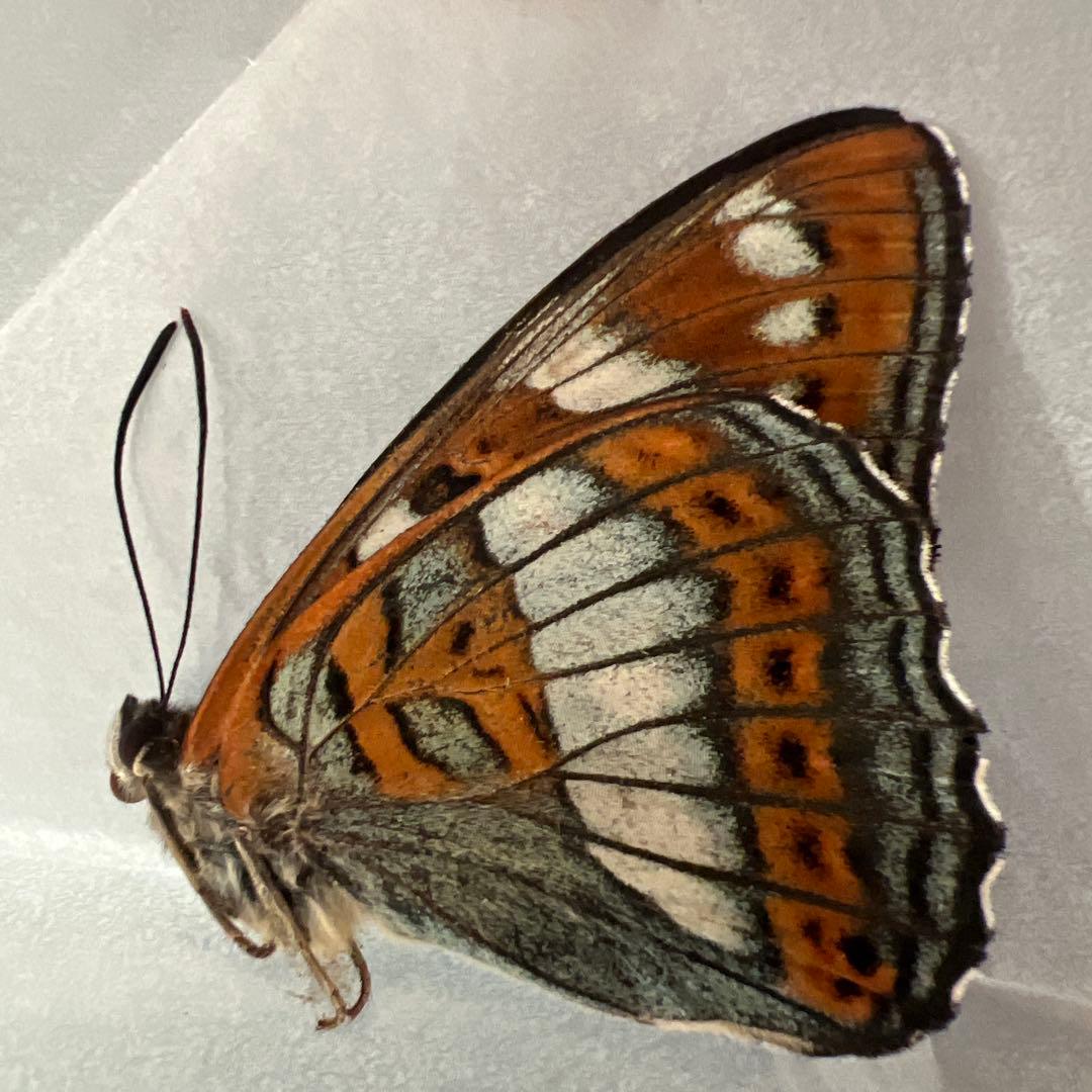 オオイチモンジチョウ　モンゴル産10頭セット売り