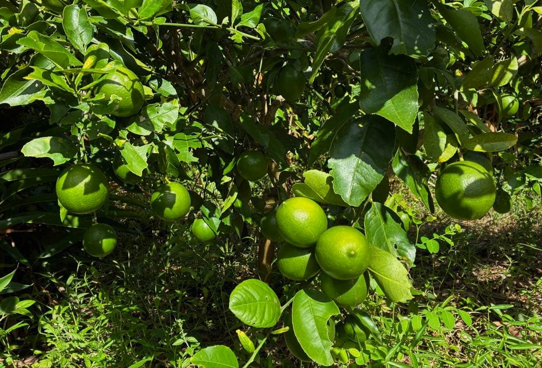石垣島産　完全無農薬マイヤーレモン１０キロ