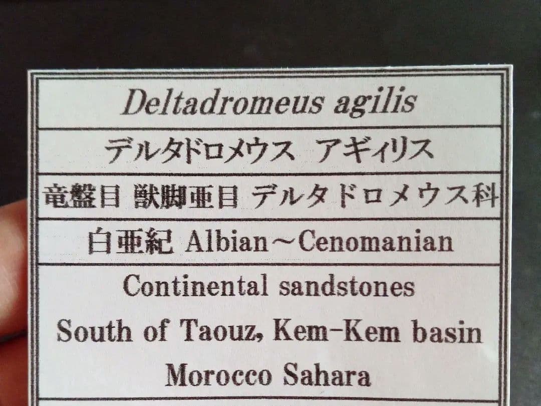 歯化石　恐竜　アフリカ獣脚類　極美麗　高品質標本