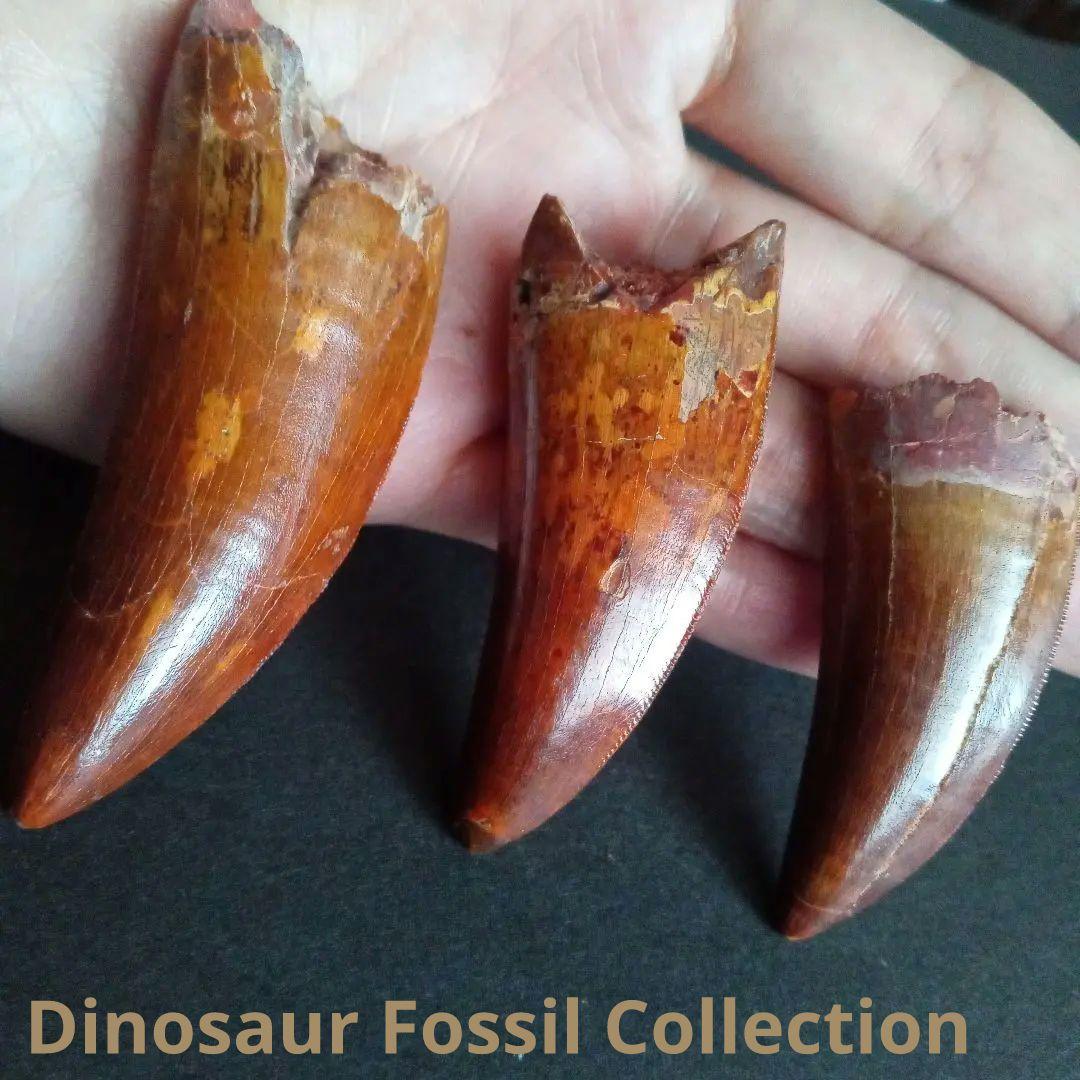 歯化石　恐竜　アフリカ獣脚類　極美麗　高品質標本