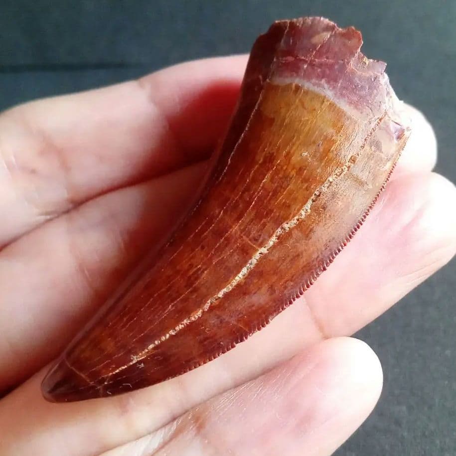 歯化石　恐竜　アフリカ獣脚類　極美麗　高品質標本