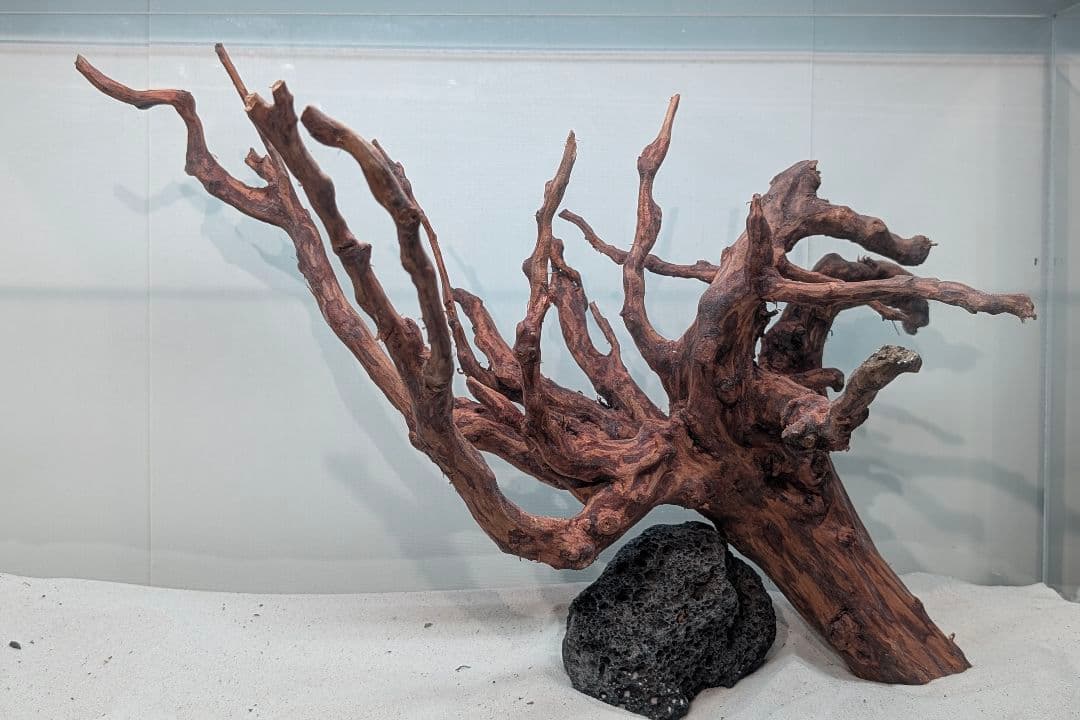 スマトラブランチウッド【SBC134】アクアリウム 水槽 流木 まとめ買い対応