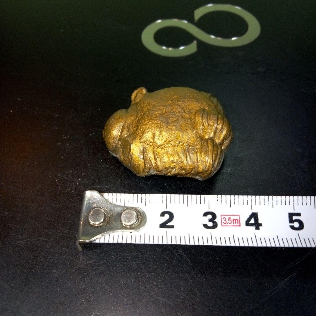 三葉虫　化石　fossil　ボリビア産　レア　Fossil管理②