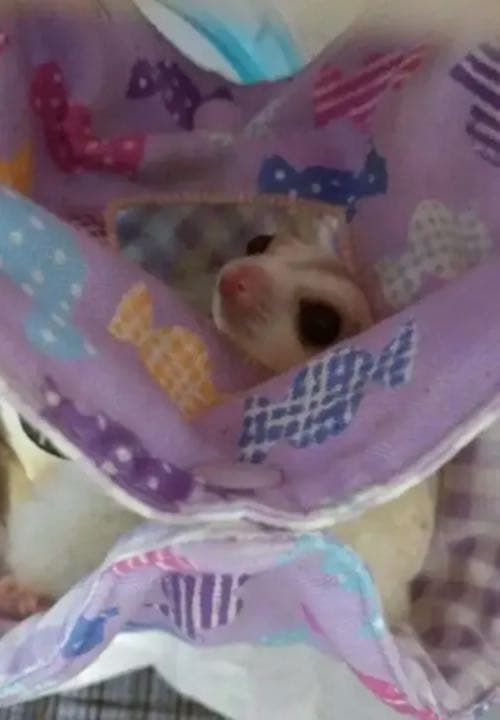 モモンガハウス（迷彩柄・ピンク）秋・春仕様  1900円