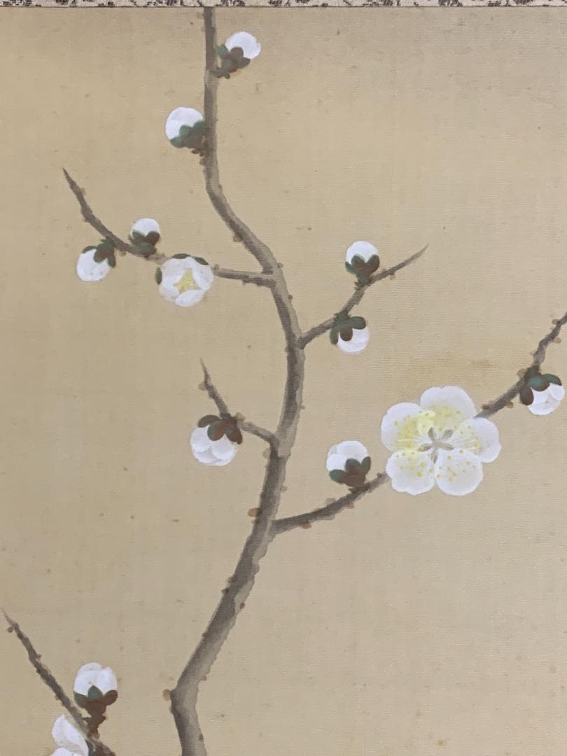 小林柯白 梅花小禽図 絹本肉筆 掛軸 光穂識箱 安田靫彦師事 842