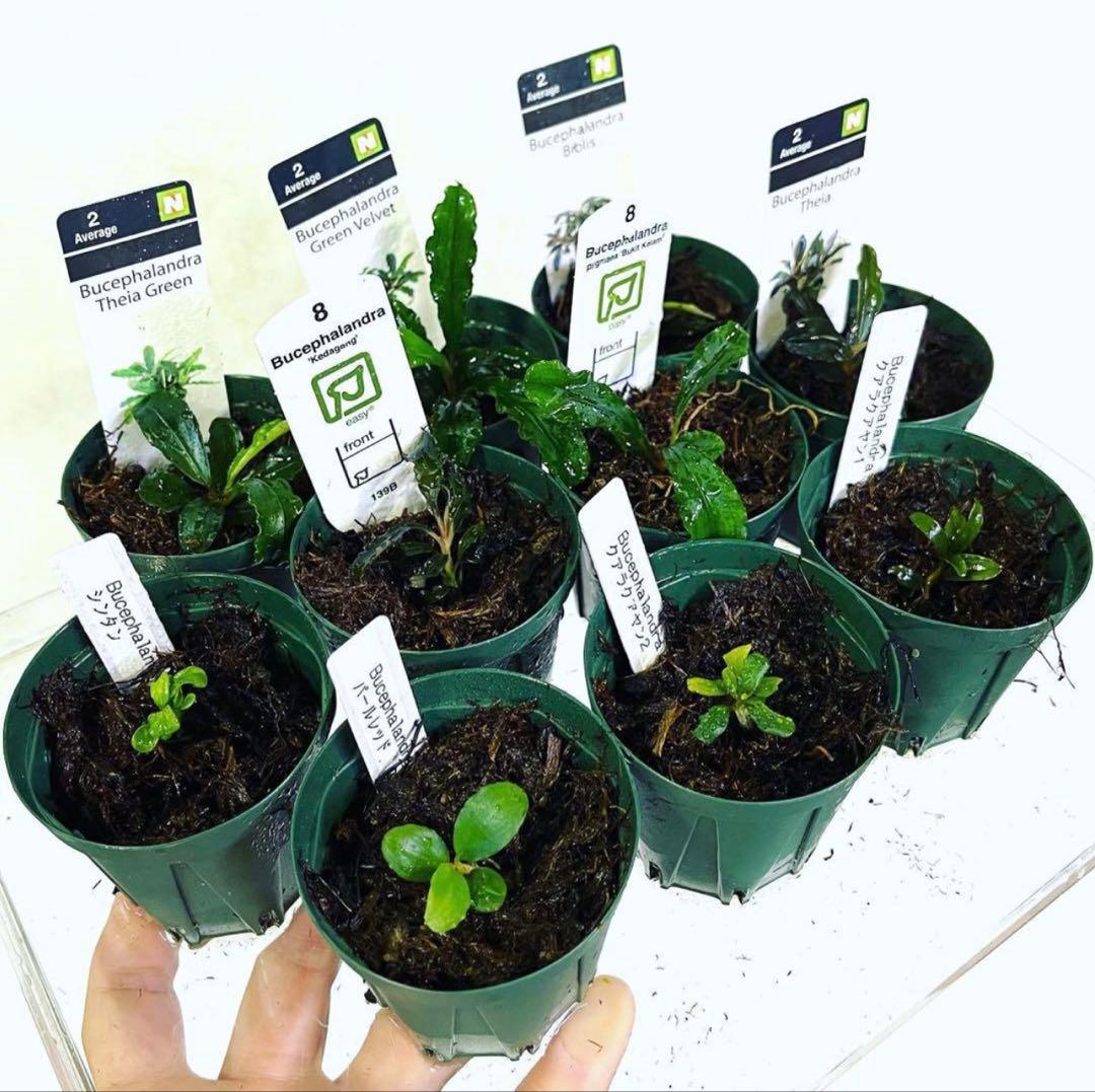 ◆特◆ブセファランドラSP.よりどり12セット（良株） #ブセさかな屋 クダカン