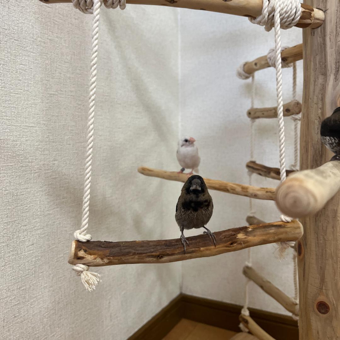 【中型鳥用】ブランコ＆はしごで楽しいバードアスレチック