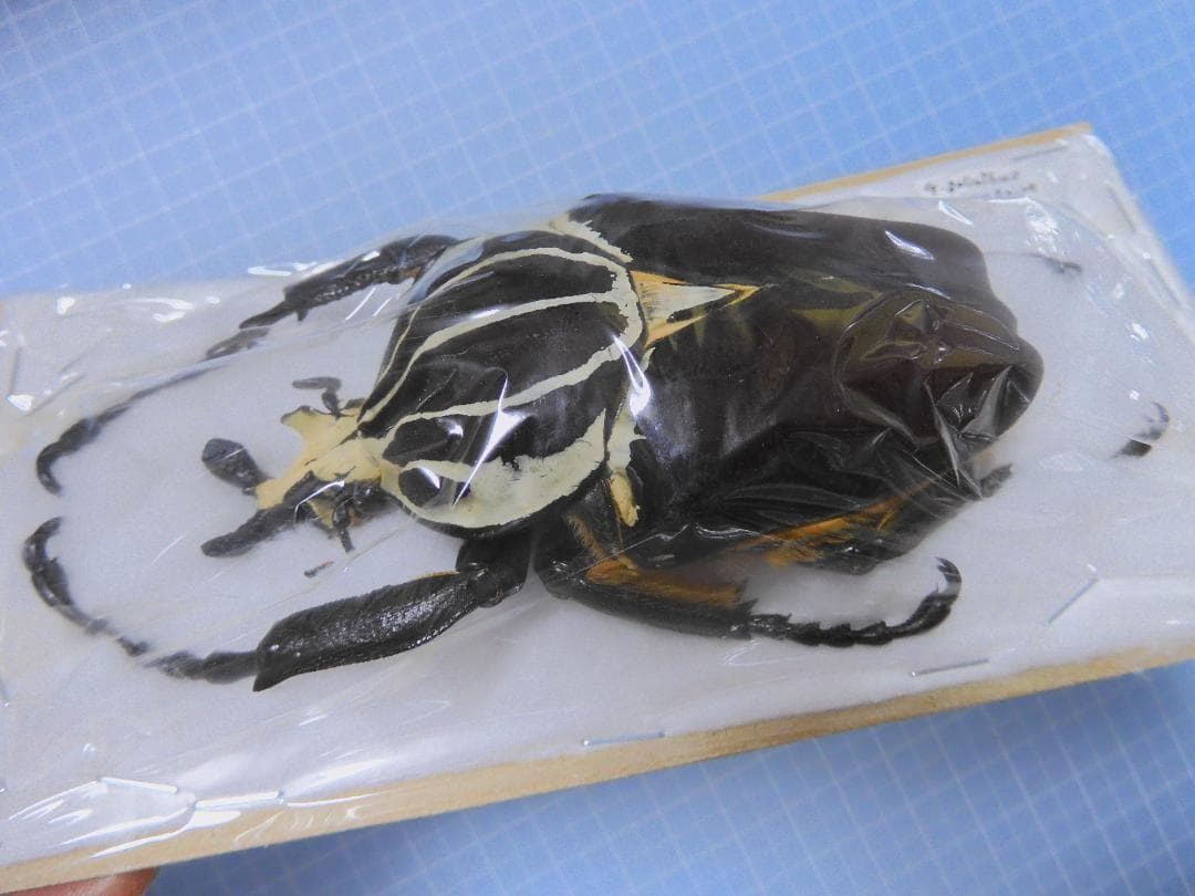 標本 Zaile Goliathus goliatus 101mm very big