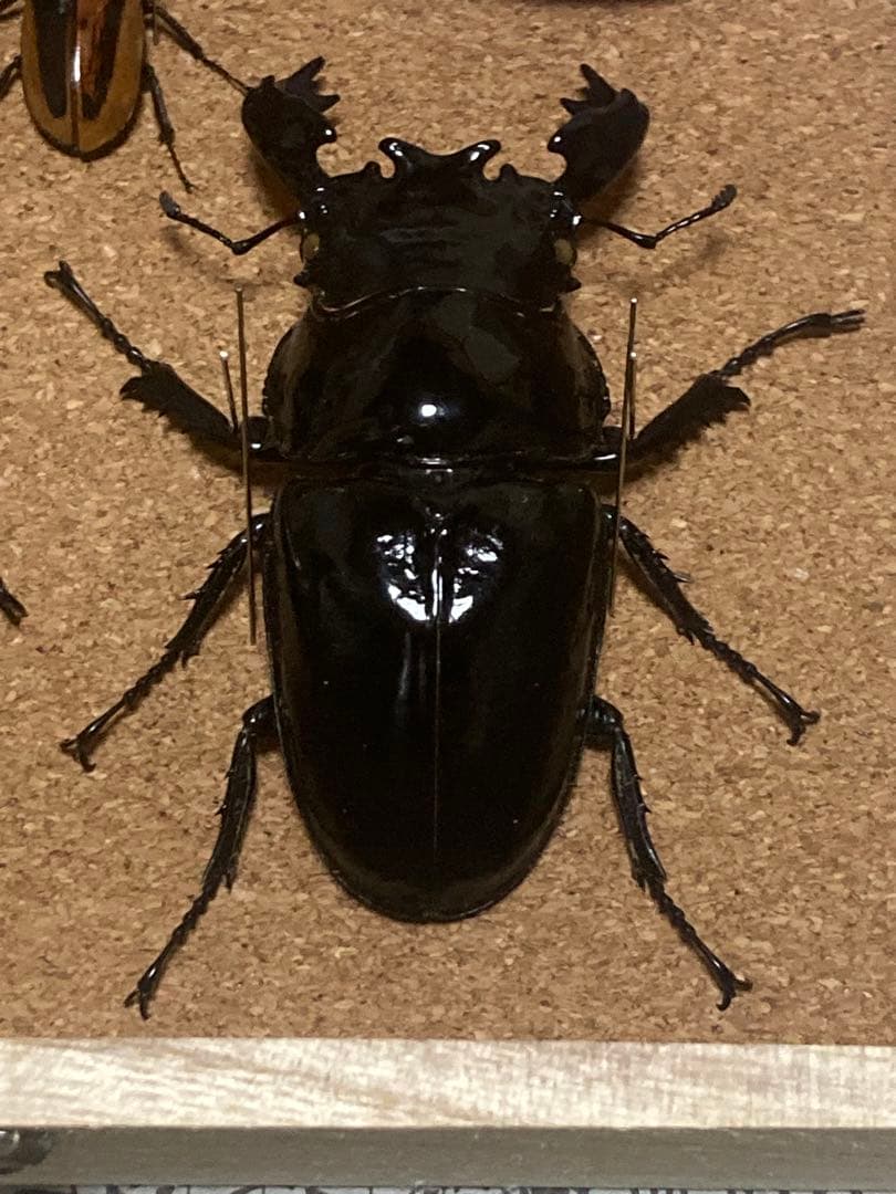 雌雄モザイク クワガタ など