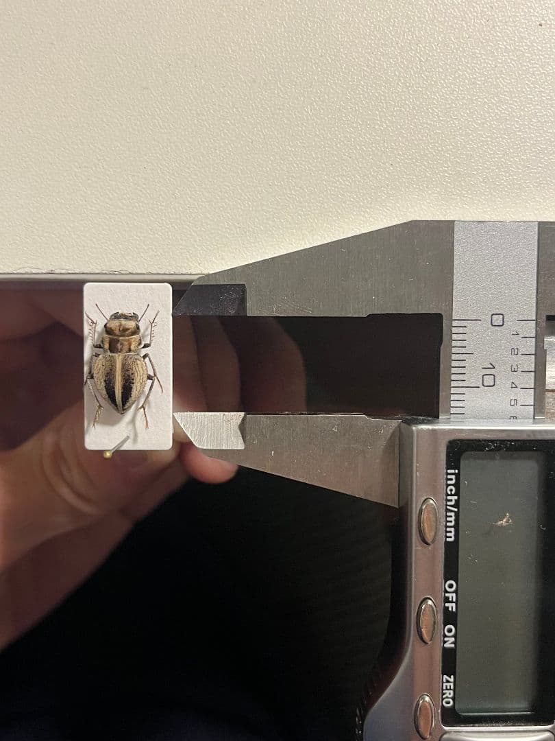 【14mm♀】クワガタモドキゴミムシダマシ Calognathus昆虫標本