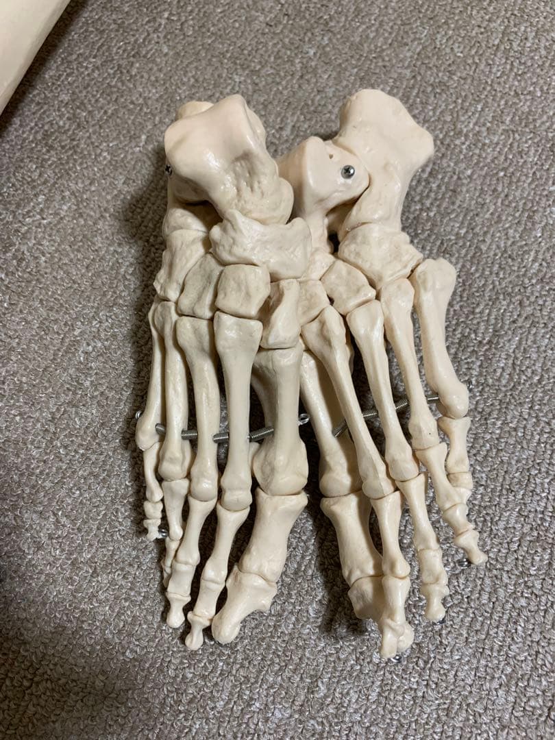 人体模型 可動式170cm スタンド付き