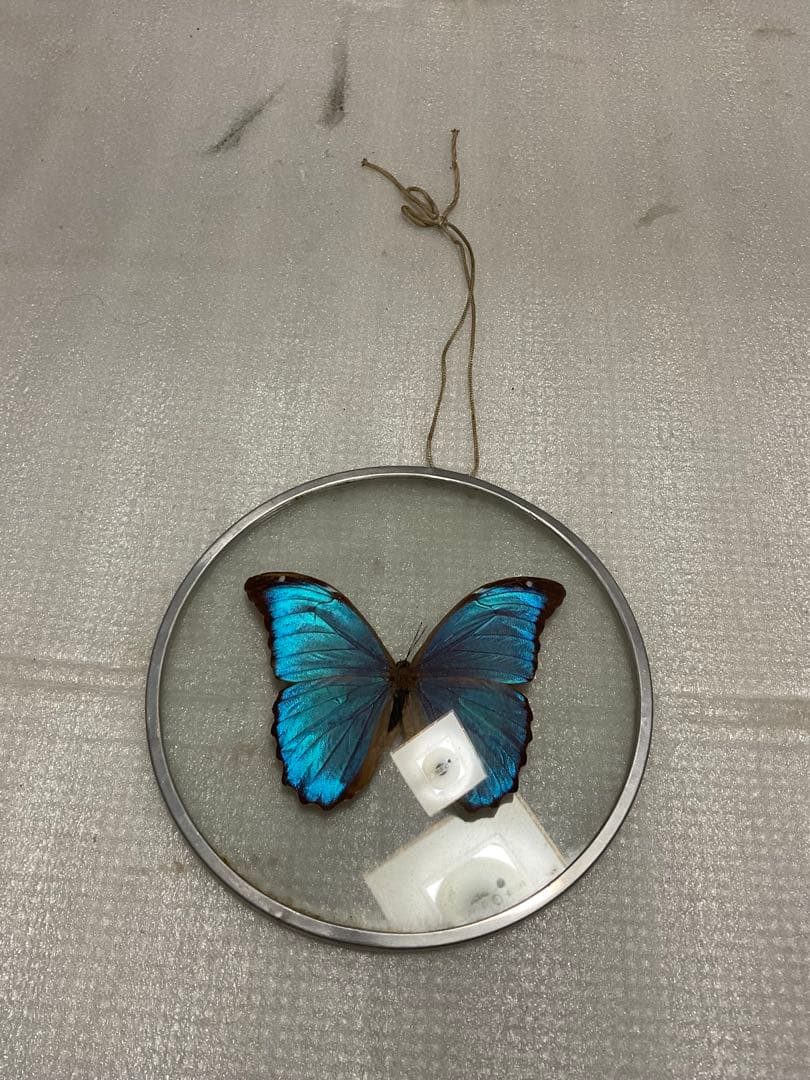 モルフォ蝶の標本盾／ブラジルのお土産。【ガラス製　MADE IN BRAZL】。