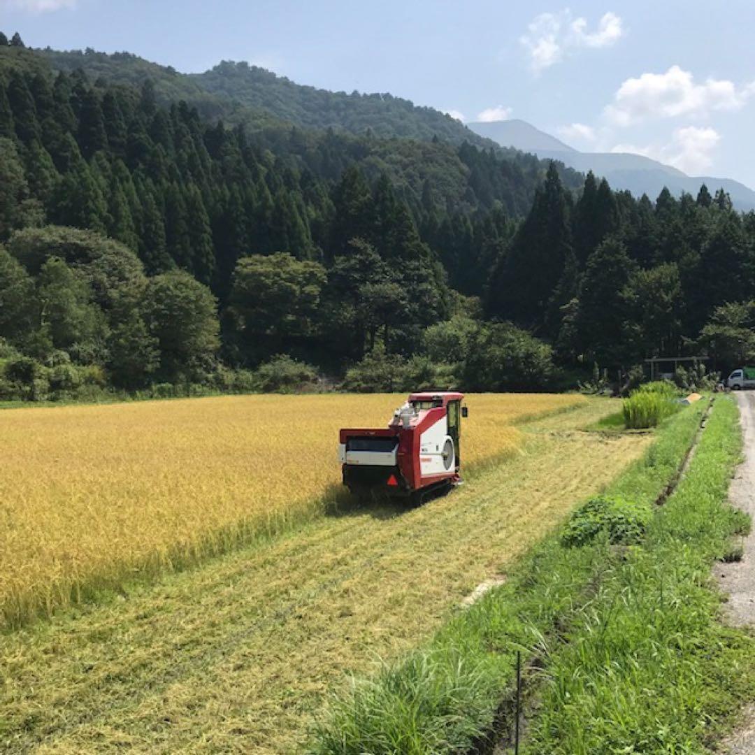 令和七年産 農薬・化学肥料不使用 近江米コシヒカリ オリーブ酵素米玄米２０キロ