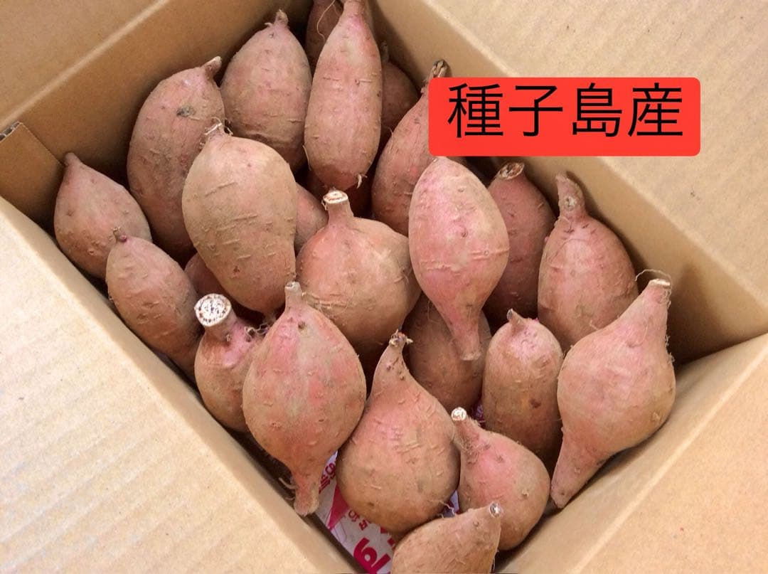 さつまいもの王道　安納芋種子島産　MSのサイズ20kg 焼き芋に　#安納芋　14