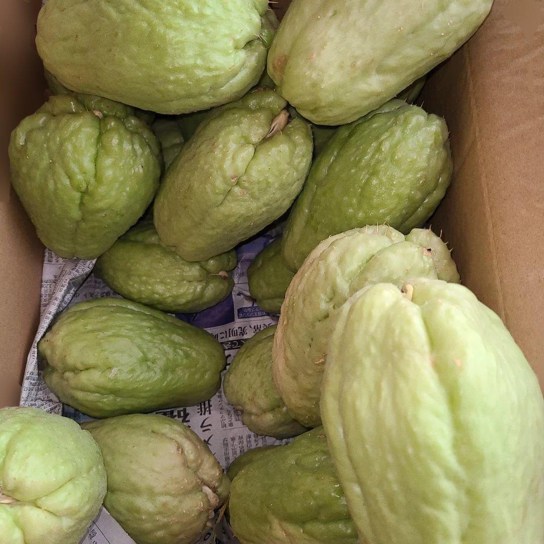 ハヤトウリ種　20個