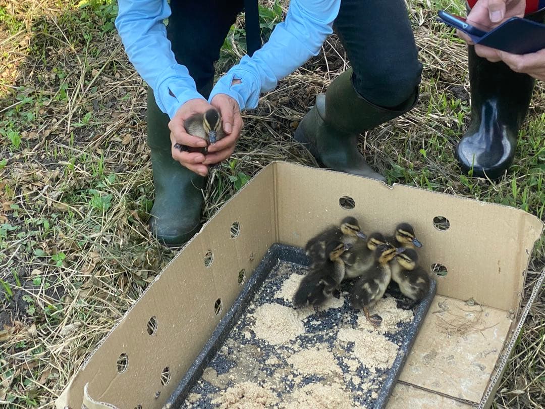 合鴨米 玄米(農薬・化学肥料不使用)コシヒカリ 10kg