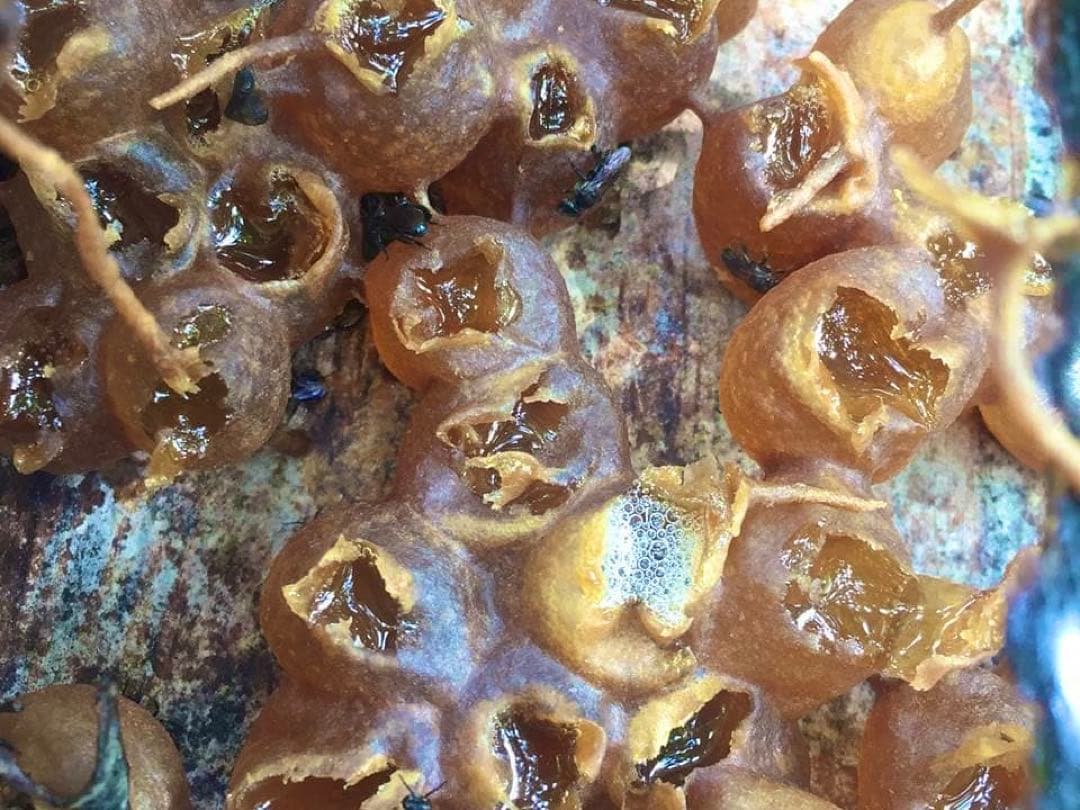 専用 針なしミツバチの蜂蜜(完全非加熱)145g×3本 、アメッドの塩1kg