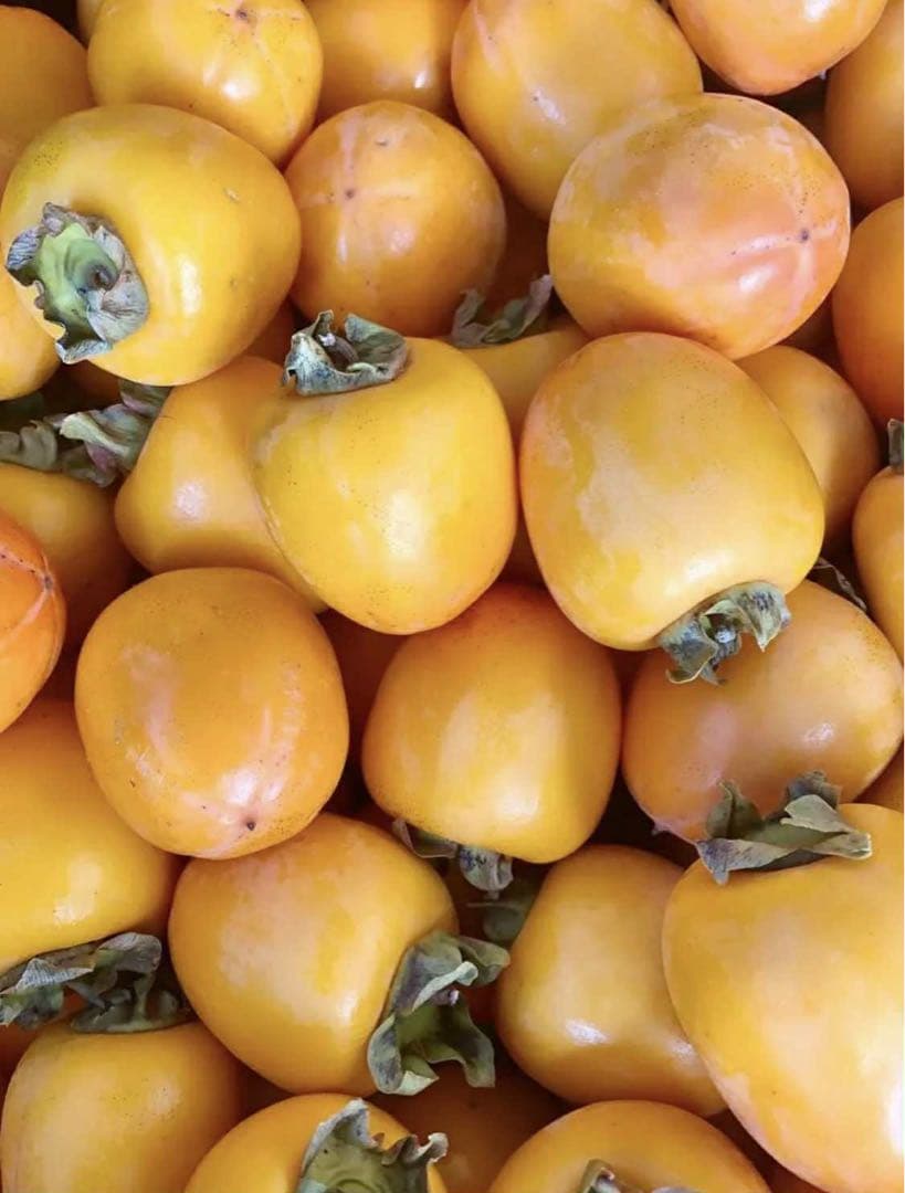 干し柿用渋柿，20キロ箱込み