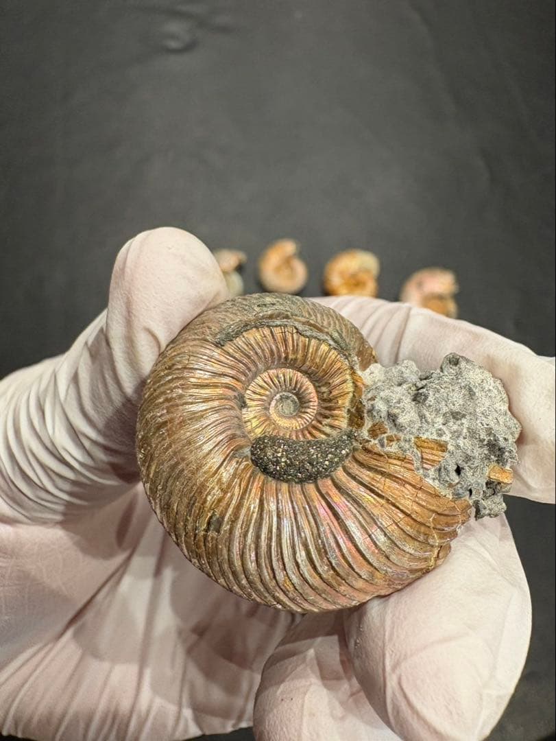 化石　クエンステッドセラス　アンモナイト　まとめ9つ