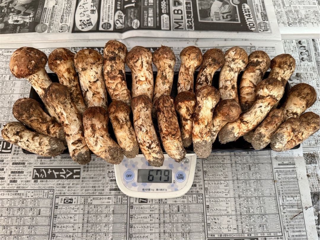 松茸　北海道　650g 送料込　②