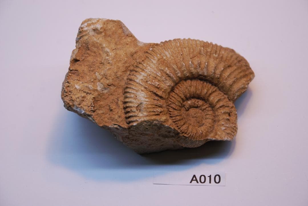 アンモナイトの化石 ベルギーで入手 a010-420(yh)