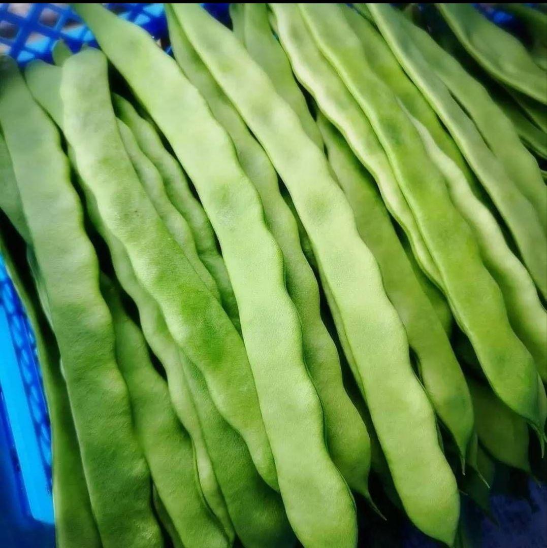 21izumo921 AB品込み6.5㌔