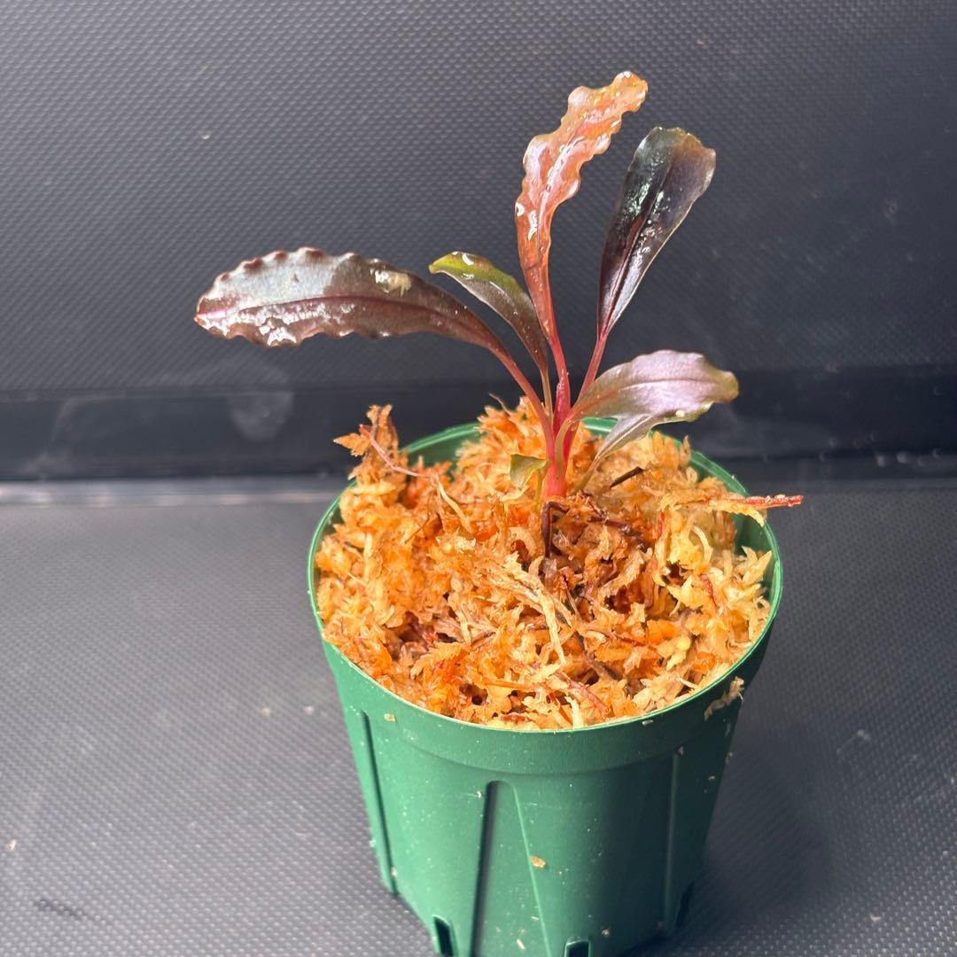 yuki様　検討用　ブセファランドラ sp. ブラウニーゴースト ナカモト