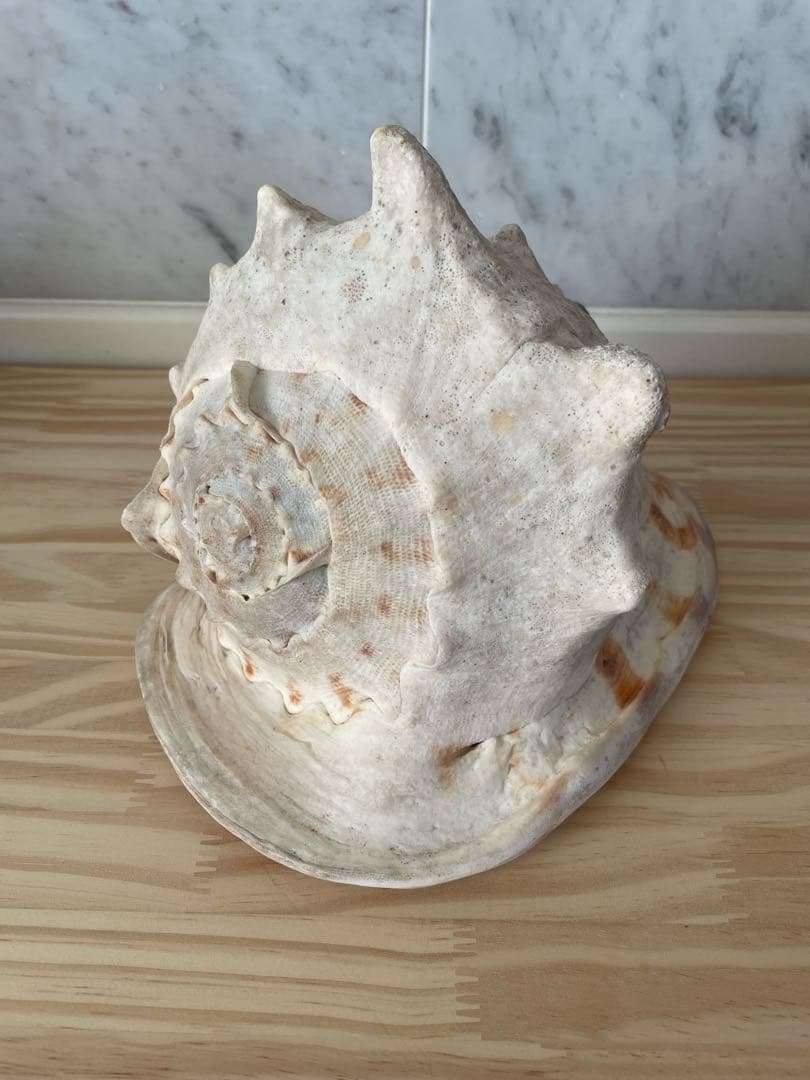 ☆美品•レア☆法螺貝•オブジェ置物/重量2.3kg☆