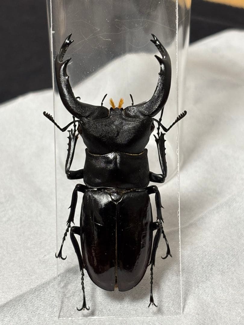 ※希少大型　ムニスゼッチフタマタクワガタ♂ 標本